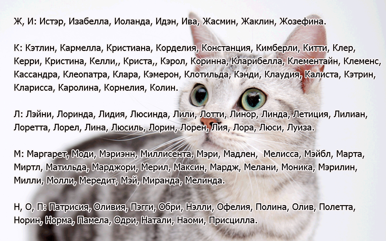 kak-opredelit-vozrast-koshki-po-chelovecheskim-merkam-8