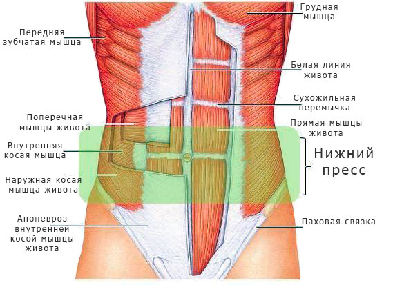 anatomiya-myshc-pressa
