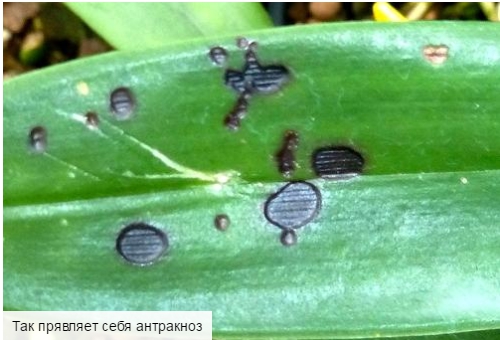 Болезни орхидей Фаленопсис и их лечение, что делать с вредителями, липкими и вялыми листьями, пятнами + фото -3 Google Chrome