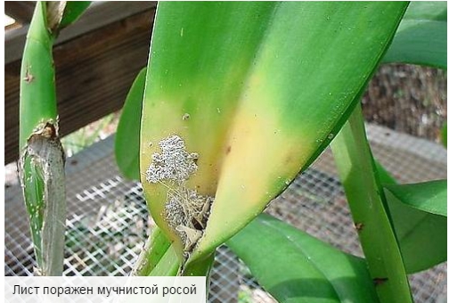 Болезни орхидей Фаленопсис и их лечение, что делать с вредителями, липкими и вялыми листьями, пятнами + фото 4- Google Chrome
