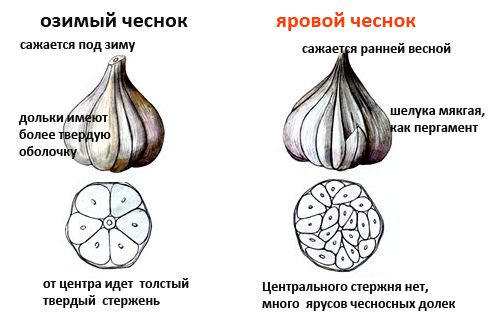 otlichija-mezhdu-chesnokom-500x334