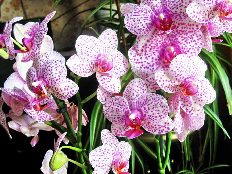 Определение сорта орхидеи по фото