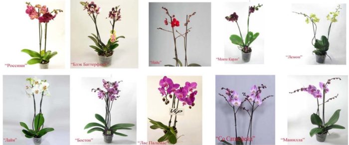 сорта орхидей фаленопсисов - Поиск в Google - Google Chrome