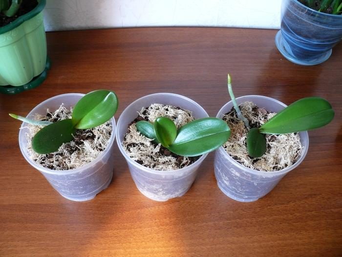 ukorenennye-detki-orhidei