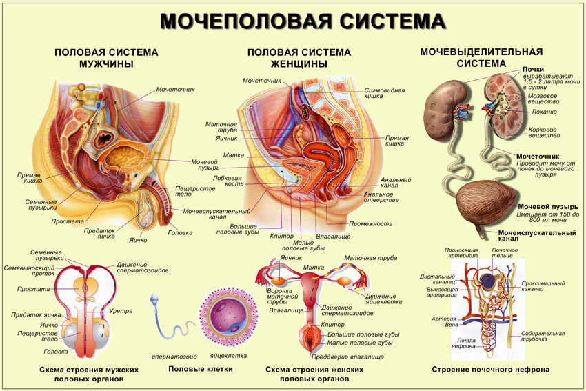 Схема женских органов