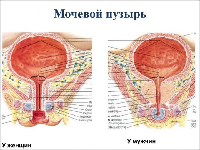 mochevoy_puzyr_anatomiya_2-680x510