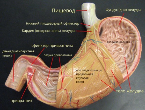 podrobnaya-anatomiya-zheludka