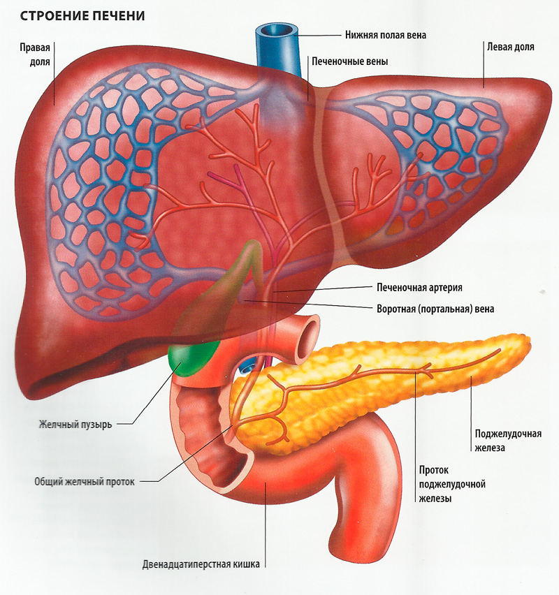 Анатомия печени человека в картинках