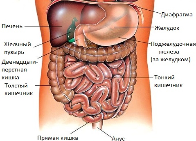 vnutrennie-organi-bryushnoi-polosti-cheloveka