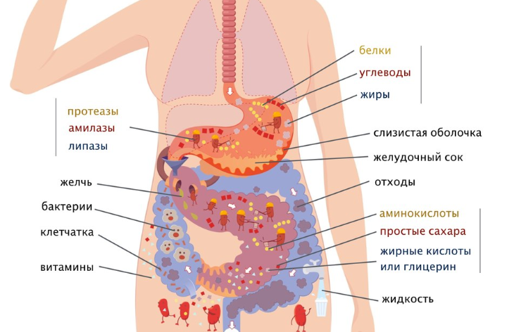 Схема переваривания пищи