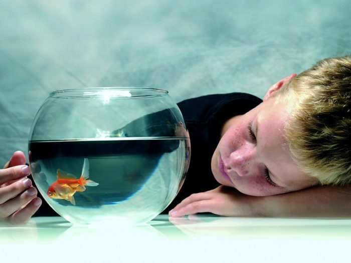 Foto, pojke med huvudet vilande på ett bord tittar på guldfisk, färg, hög res